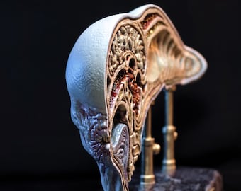 Alien covenant- Dissected neomorph head, David's Lab