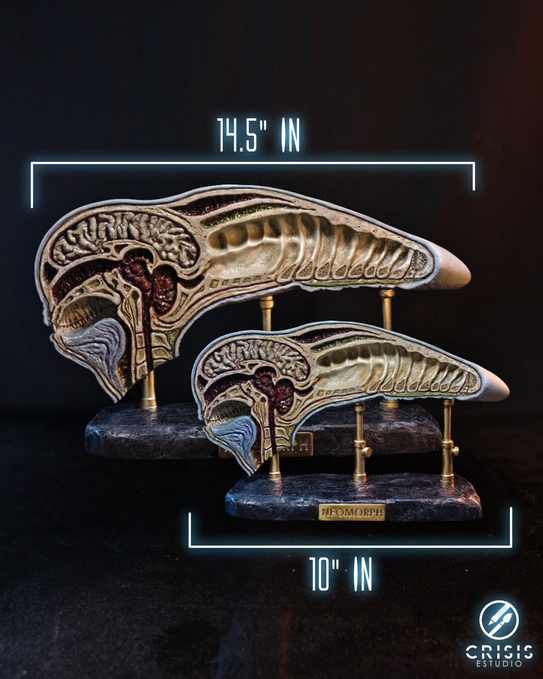 Alien Covenant- Dissected Neomorph Head, David's Lab - Etsy