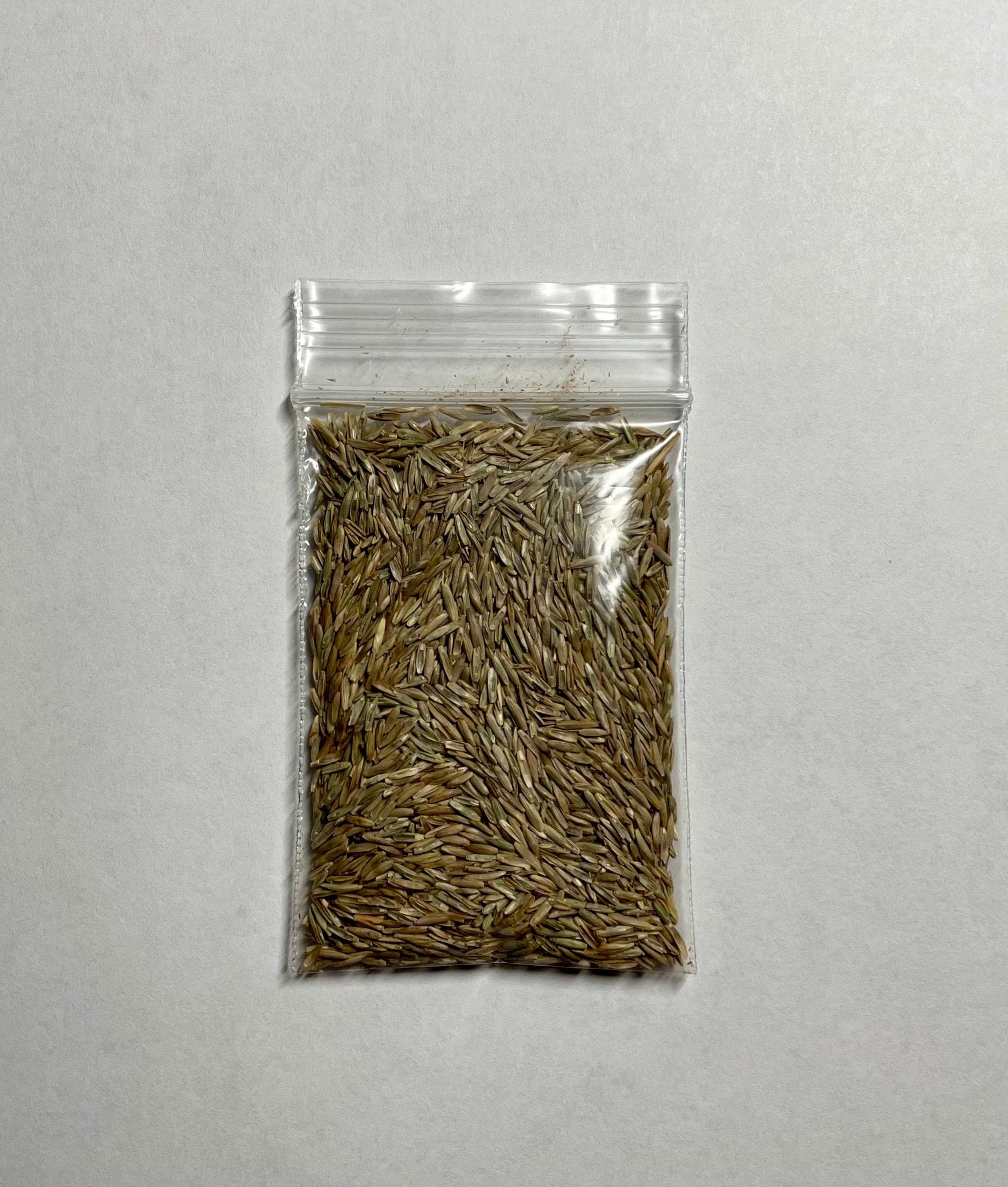 The Desk Lawn Seed Refill Desk Decor Desk Toy Grow Grass the Lawn Tools