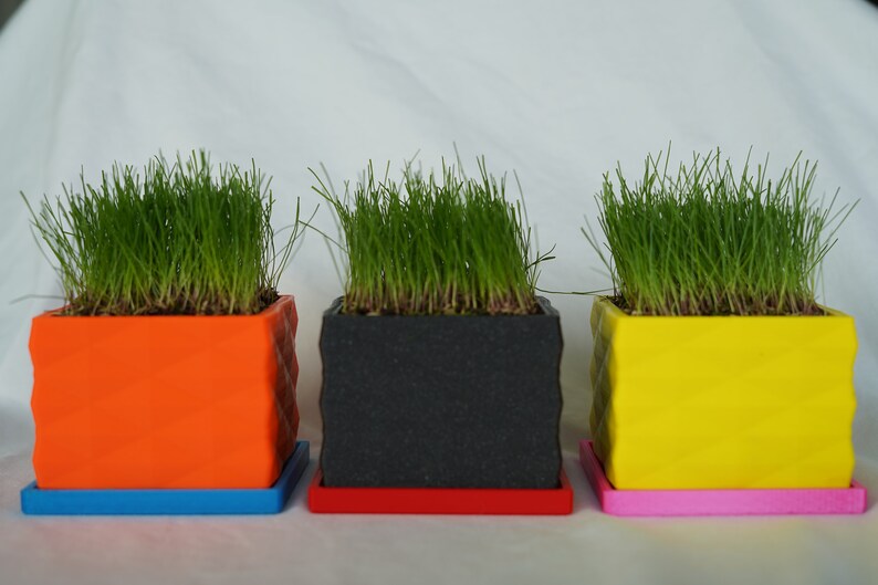 The Desk Lawn Mini With Dirt and Seed Indoor Planter Etsy