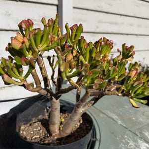 May include: A potted jade plant with thick, green, and red-tipped leaves. The plant has multiple branches and is in a black plastic pot. The plant is on a light-colored surface, with a white wall in the background.