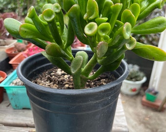 Crassula Ovata Ogre's Ears, one gallon pot