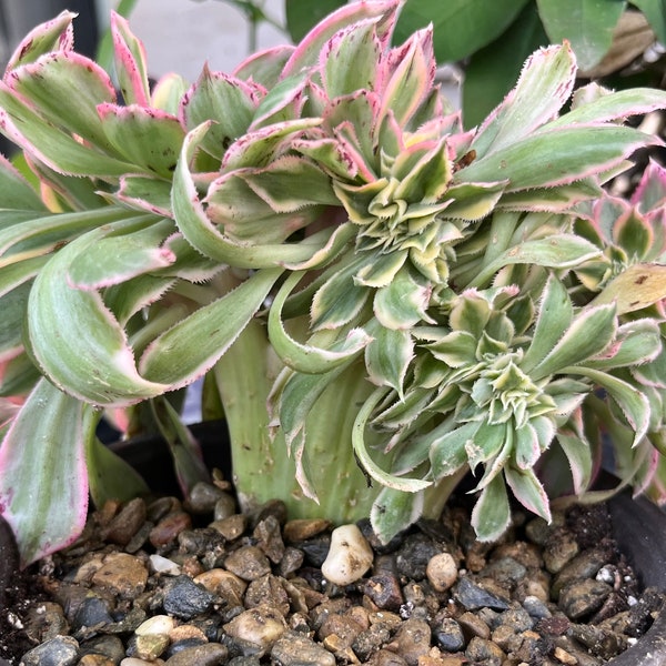 CRESTED AEONIUM SUNBURST 8 inches