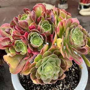 Aeonium Riverstone,6 inch rosette