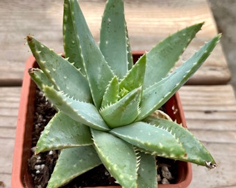 Aloe Brevifolia 4 inches