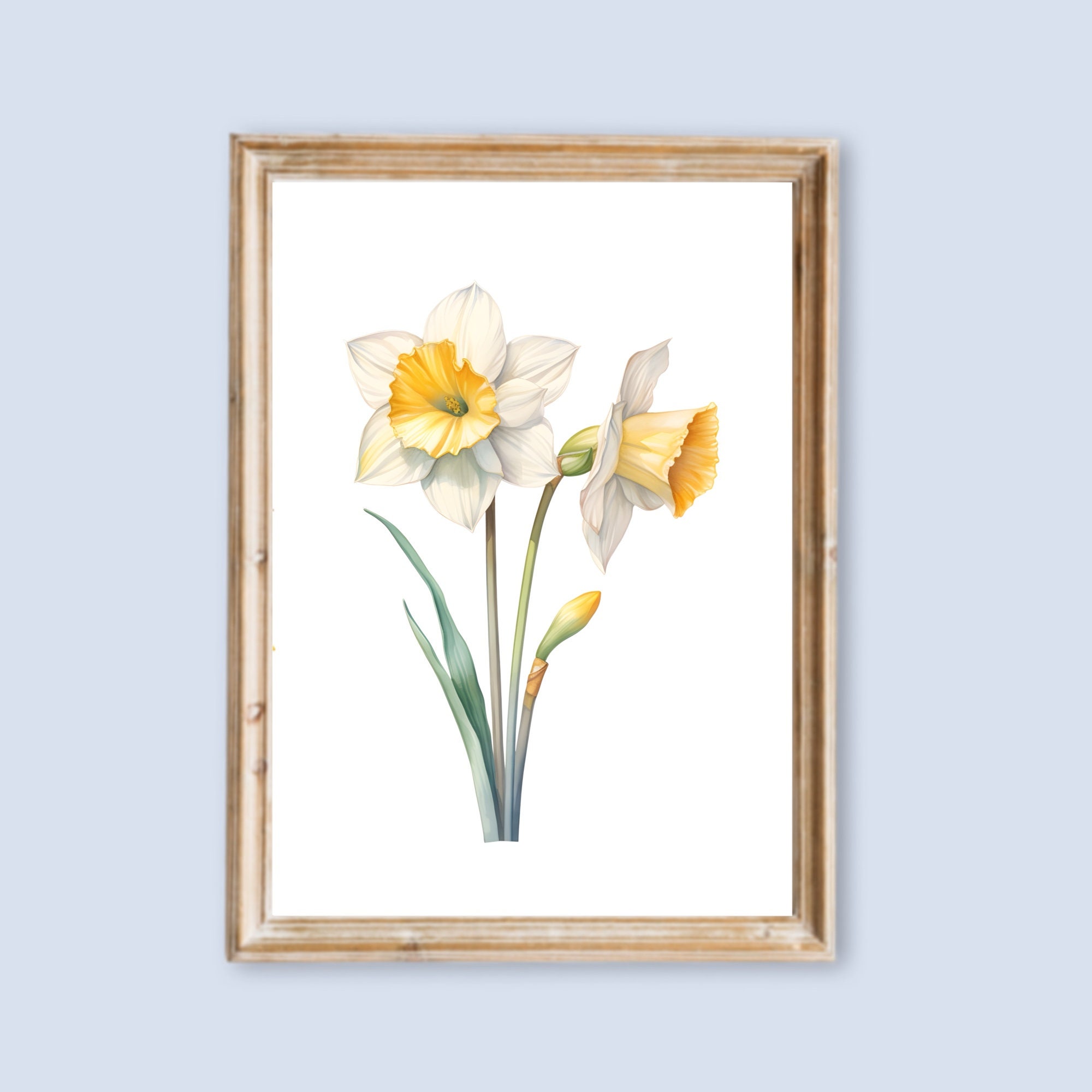 水仙の花の輪郭線画、塗り絵や絵画用の PDF デジタルダウンロード