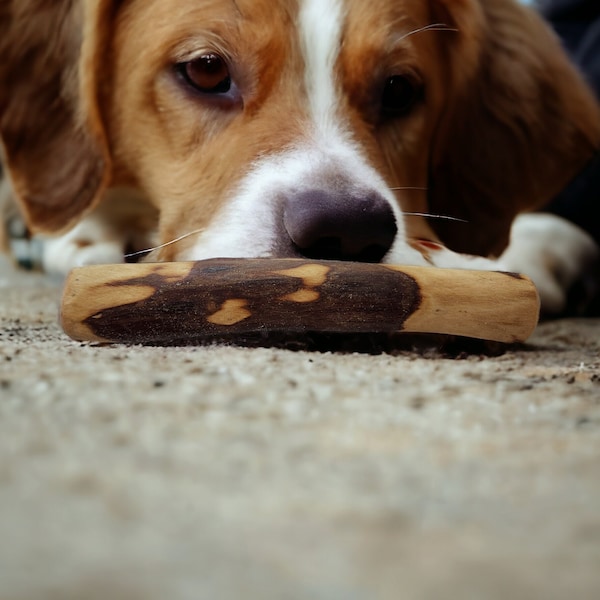 Natural Olive Wood Dog Chewing Sticks - Pure Canine Entertainment - 3 Sizes