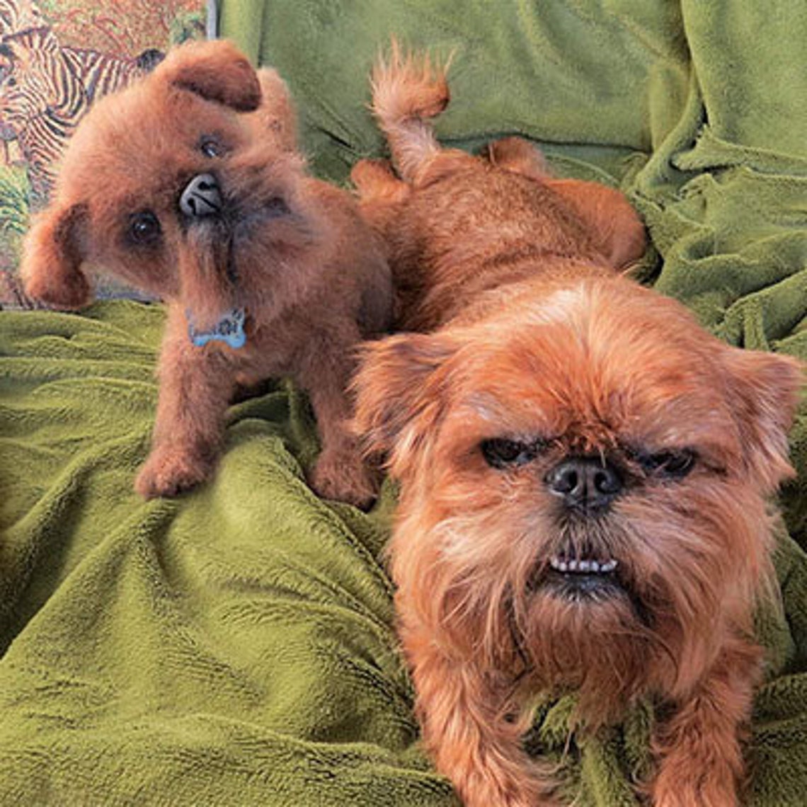 BRÜSSEL GRIFFON Gehäkelter Hund Realistisches Hundeportrait Etsy
