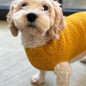 May include: A small dog with cream-colored curly fur wearing a mustard yellow knitted sweater. The sweater features a textured stitch pattern on the body and a ribbed collar around the neck. The dog has dark eyes and a black nose.