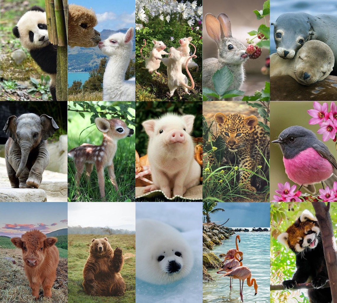 Cute Animal Aesthetic Wall Collage Kit 60pcs Instant Etsy