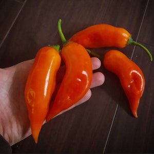 Aji Amarillo (10 semi)