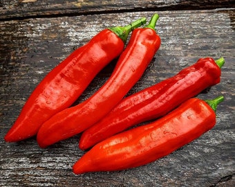 Guajillo (10 Samen)