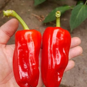 Op de afbeelding: Twee levendige rode paprika's met een gladde, glanzende schil en groene steeltjes. Elke paprika heeft een licht langwerpige, onregelmatige vorm met verticale ribbels over de lengte van de vrucht, wat een frisse en stevige textuur toont.