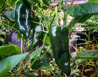 Poblano (10 zaden)