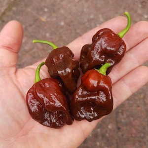 Moruga Scorpion Chocolate (10 seeds)