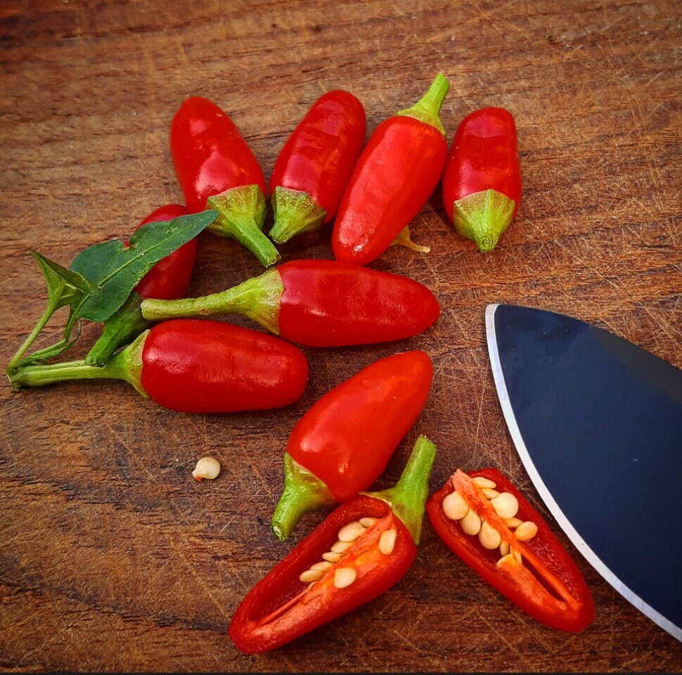 Pepper x seeds - Etsy 日本