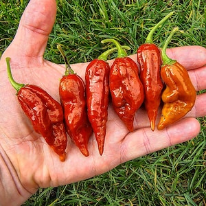 May include: Six red and orange chili peppers, with a wrinkled texture, are held in a hand. The peppers are arranged in a row, with the stems pointing towards the top of the image.