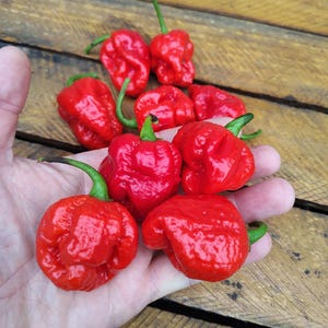 Könnte beinhalten: Eine Sammlung leuchtend roter, runzeliger Paprika mit grünen Stielen. Die Paprika werden in einer Hand vor einem hölzernen Hintergrund gehalten. Die Paprika scheinen eine Sorte von Chilischoten zu sein.