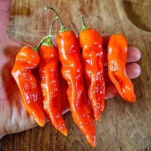 Aji Ahuachapau (10 semi)