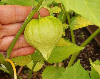 Tomatillo Verde (20 semillas)