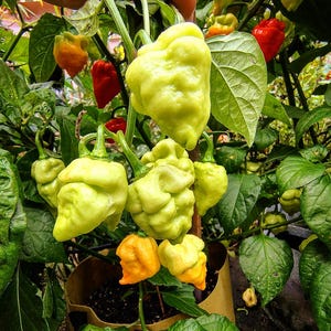 Scotch Bonnet Trinidad  (10 seeds)