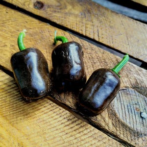 Chilhuacle Negro (10 Samen)