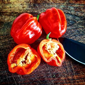 Habanero Fruit Burst (10 seeds)