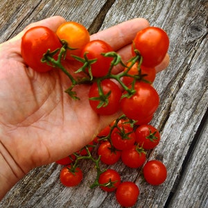 Peut inclure: Une main tenant une grappe de tomates cerises rouges et orange. Les tomates sont sur une vigne et ont des tiges vertes.
