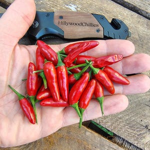 Könnte beinhalten: Ein Bündel kleiner, leuchtend roter Chilischoten mit grünen Stielen in einer Handfläche. Dahinter liegt ein schwarzes Klappmesser mit einer Holzeinlage, in die der Text HillywoodChillies in einer dunklen, serifenlosen Schrift eingraviert ist.