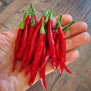 Chile de Arbol (10 seeds)