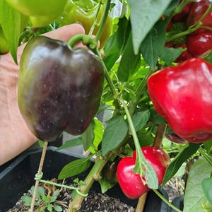 Zulu Sweet Pepper (10 seeds)