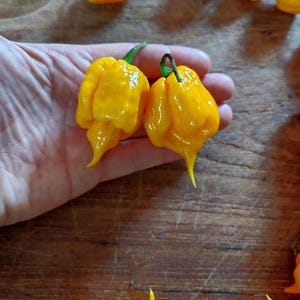 Pode incluir: Dois pimentões habaneros de cor amarela brilhante, com caules verdes, são segurados em uma mão. Os pimentões estão sobre uma superfície de madeira.