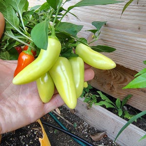 Könnte beinhalten: Eine Hand hält einen Bund grüner Chilischoten. Die Schoten sind lang und schlank, mit einer leicht zugespitzten Spitze. Im Hintergrund befinden sich auch ein paar rote Chilischoten.