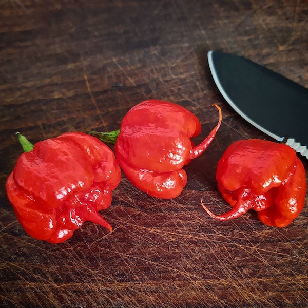 Carolina Reaper (10 Samen)