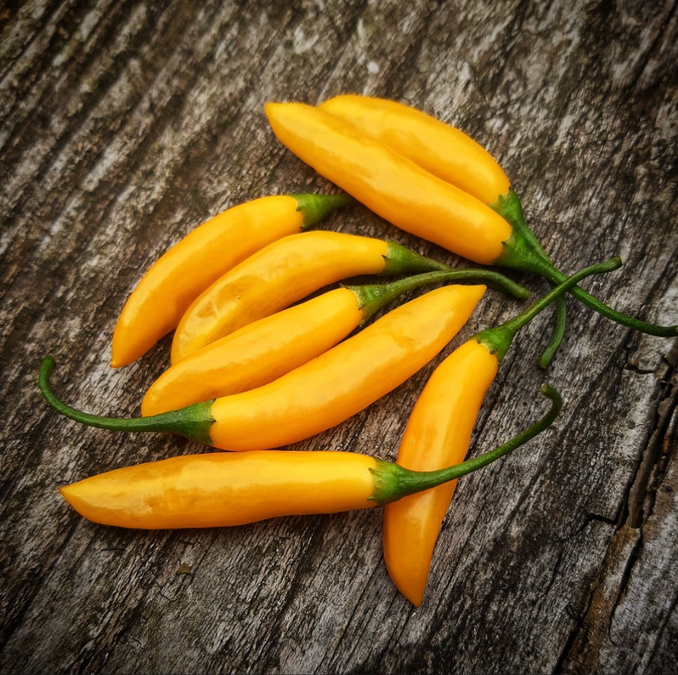 Aji Cito (10 vitesses)