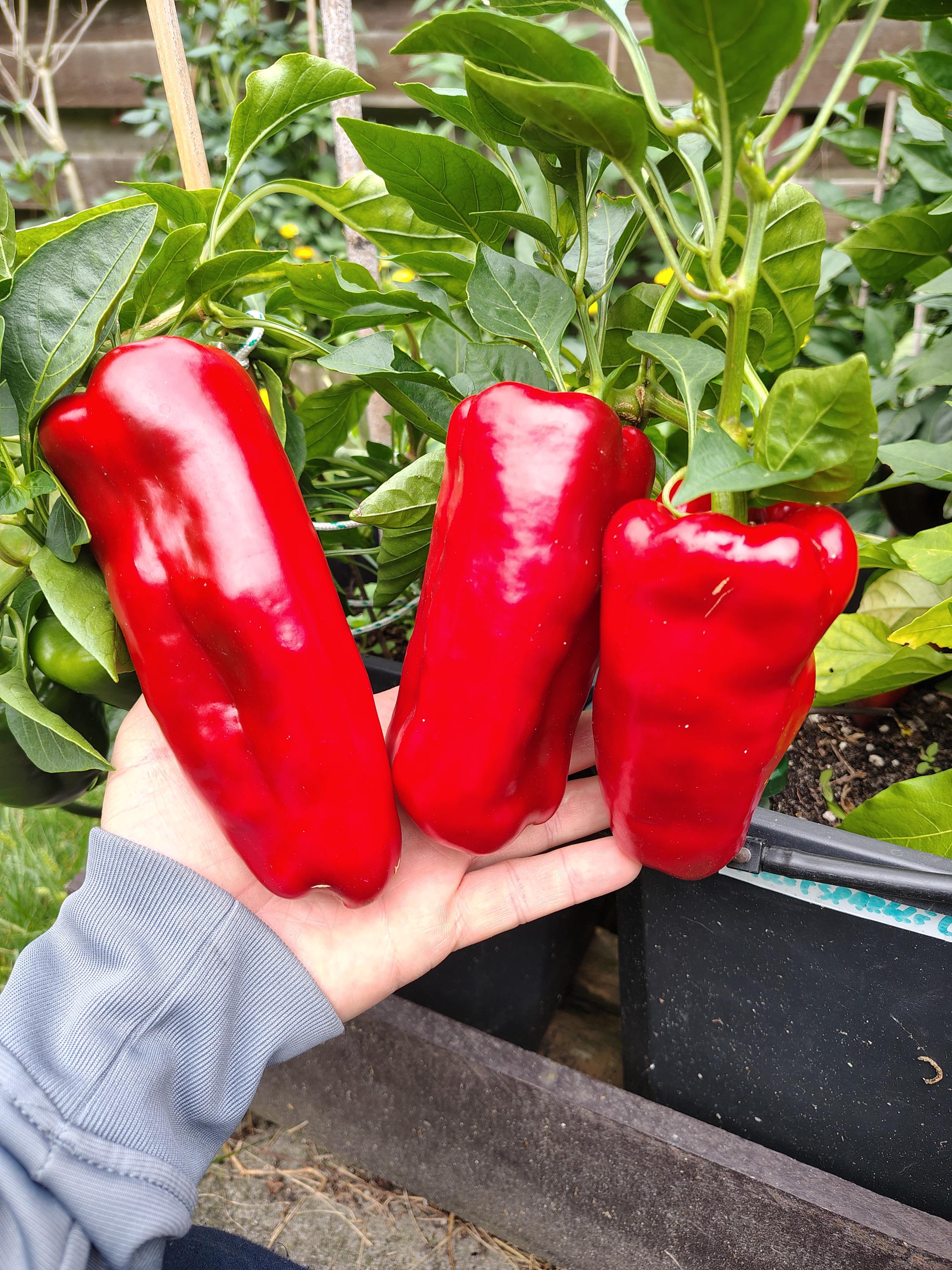 Pepper x seeds - Etsy 日本