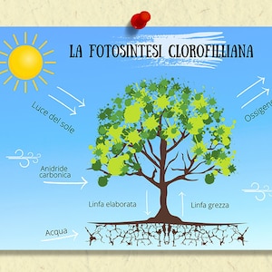 Gráfico de fotosíntesis en italiano Descarga digital, La Fotosintesi Clorofilliana, Gráfico preescolar, Gráfico de niños, Gráfico de niños pequeños, Montessori