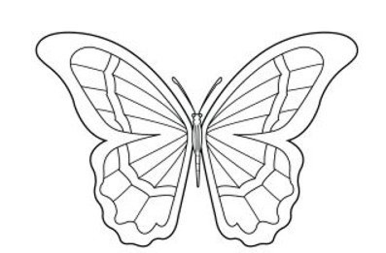 Puede incluir: Un dibujo lineal en blanco y negro de una mariposa. Las alas de la mariposa son sim&eacute;tricas, con patrones detallados y secciones segmentadas. El cuerpo y las antenas tambi&eacute;n est&aacute;n claramente delineados.