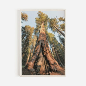Eureka California Redwood Trees, Nature Photography, California Forest Wall Art, Rustic Home Decor, Redwood Tree Photography, Sequoia Print