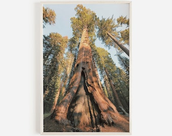 May include: A tall, red-brown sequoia tree stands tall in a forest, surrounded by other trees. The tree has a large, hollow trunk and branches reaching up towards the sky.