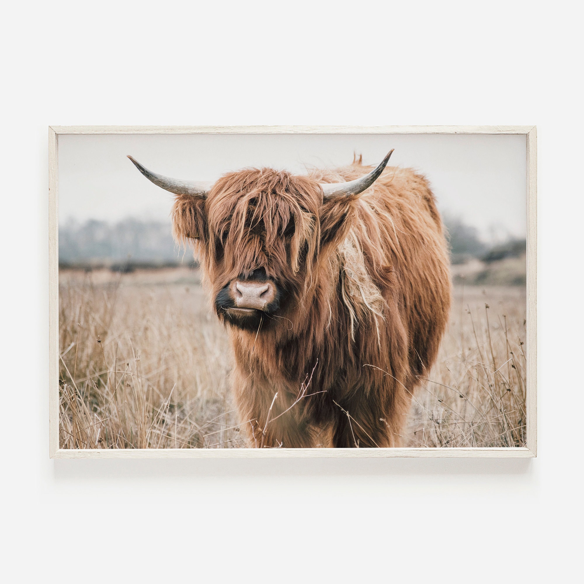 Charlotte Highland Cow Floral — LBK Printing Co.