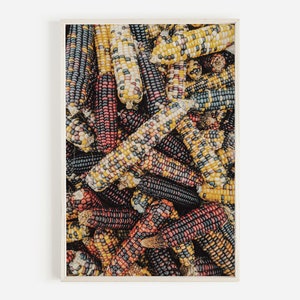 Indian Corn Harvest Print, Farmhouse Fall Decor, Colorful Corn Photo, Indian Corn Printable, Farmhouse Corn Harvest, Corn Farm Print