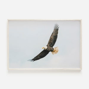 Eagle Flying Overhead, Bald Eagle Photography, Flying Eagle Poster, Wildlife Wall Art, Western Home Decor, Rustic Eagle Print,Eagle Wall Art