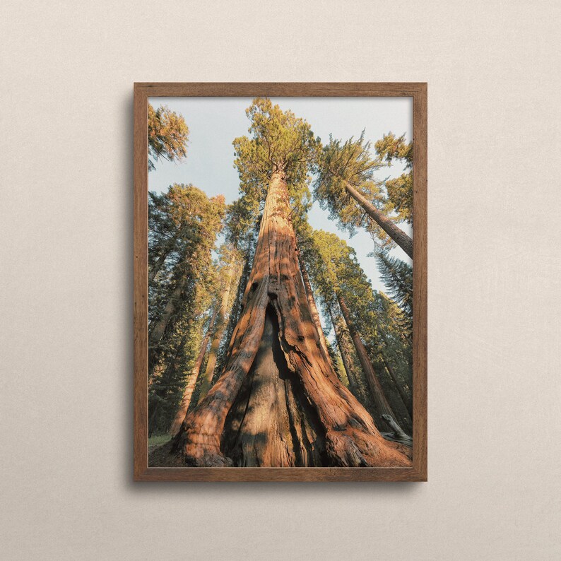 Eureka California Redwood Trees Nature Photography Etsy