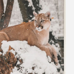 Puede incluir: Un gran puma de color marr&oacute;n claro se sienta en un toc&oacute;n de &aacute;rbol cubierto de nieve. El puma tiene un pecho blanco y una nariz negra. El fondo es un bosque nevado.