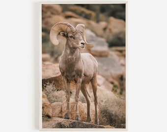 Bighorn Sheep Wall Art, Western Rustic Decor, Sheep Photography, Nature Landscape, Woodland Animal, Bighorn Sheep on Mountainside Nature Art