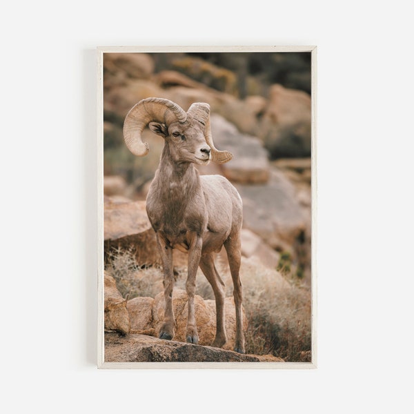 Bighorn Sheep Wall Art, Western Rustic Decor, Sheep Photography, Nature Landscape, Woodland Animal, Bighorn Sheep on Mountainside Nature Art