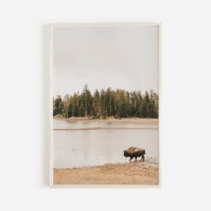 Eenzame Bison in Yellowstone, Single Bison bij Watering Hole, Yellowstone Wildlife, rustieke fotografie, Wyoming Bison, rustieke Buffalo Poster