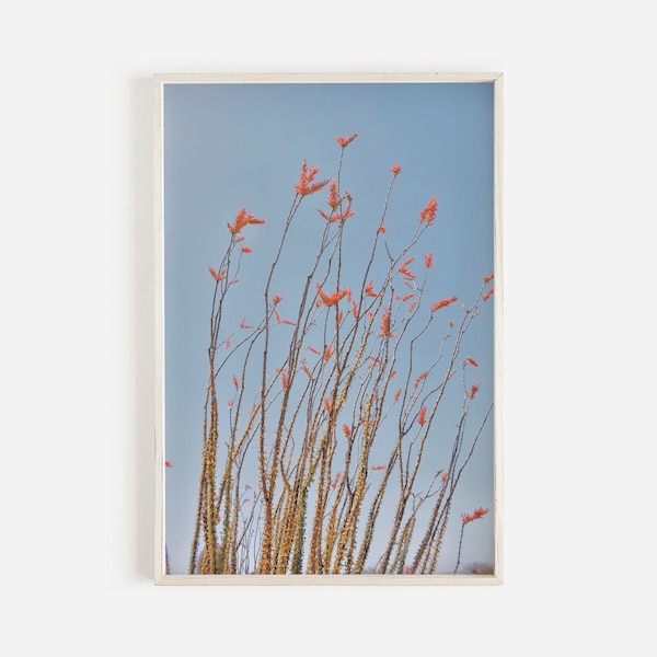 Ocotillo Cactus In Bloom, Red Cactus Flowers, Desert Photography, Native Plant Life, Ocotillo Cactus Photo, Cactus Flower Wall Art