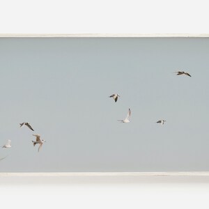 Samsung Frame TV Art, Flock of Seagulls, Seagulls Photo, Seagull Art for Frame TV, Beach Bird Print, Seagull Print, Beach Seagulls TV Art